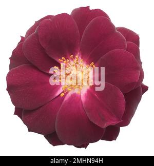 Nahaufnahme von roter Rose, Blütenkopf isoliert auf weißem Hintergrund Stockfoto
