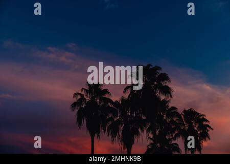 Wunderschöne Kokospalme mit Himmel bei Sonnenuntergang Stockfoto