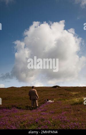 Schottischer Jagdführer mit zwei Hunden und Schlägern auf Heidekraut Moorland in Inverey, Braemar, Cairngorms National Park Scotland, UK Stockfoto