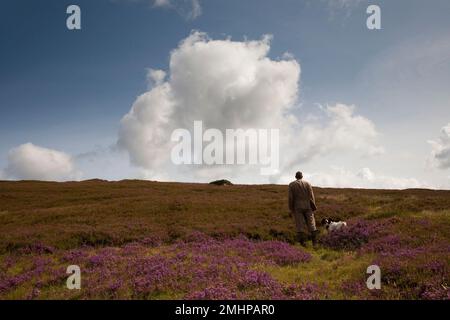 Schottischer Jagdführer mit zwei Hunden und Schlägern auf Heidekraut Moorland in Inverey, Braemar, Cairngorms National Park Scotland, UK Stockfoto