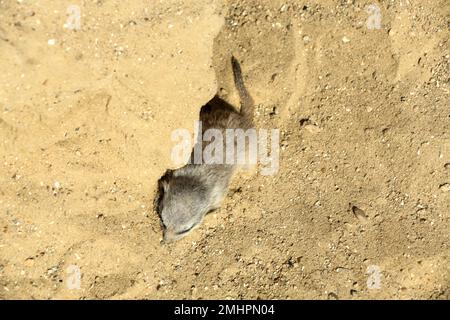 Süßes Erdmännchen im Gehege im Zoo an sonnigen Tagen Stockfoto