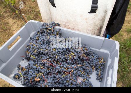 Korb mit Traube während der Weinlese Stockfoto