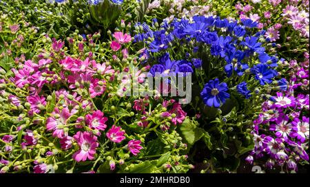 Gänseblümchen Blüten Rosa Blütenblau Dimorphotheca Blütenblüte Osteospermum-ähnlicher Hintergrund in der Natur Stockfoto