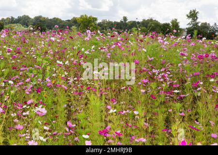 Blühende Blüten auf dem Feld in der Frühlingslandschaft Stockfoto