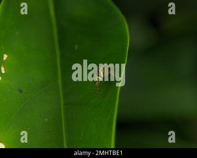 Cosmophasis ist eine Spinnenart der Familie Salticidae. Stockfoto