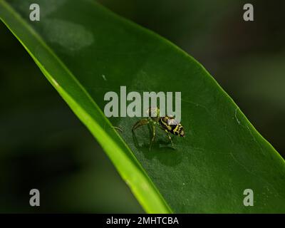 Cosmophasis ist eine Spinnenart der Familie Salticidae. Stockfoto