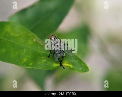 Sarcophaga carnaria ist eine europäische Art von Fleischfliege innerhalb der Gattung der gewöhnlichen Fleischfliege, Sarcophaga. Stockfoto