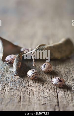 Sparen Sie Samen aus getrockneten Bohnen- oder Erbsenschoten, verwenden Sie trockenes Gemüse zur Ernte von Samen, braune gesprenkelte Bohnen mit Hülsen auf Holzoberfläche, selektiver Fokus Stockfoto