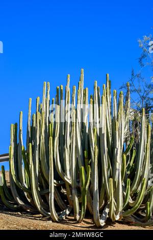 Euphorbia canariensis cactus, wild wachsender Euphorbia canariensis cactus auf den Kanarischen Inseln. Grüner Busch von Sukkulenten vor blauem Himmel. Heißes Wetter auf Vulkaninsel Stockfoto