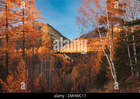 Der Spaziergang durch die hohe Tatra im Herbst ist ein Traum, der Gerlach-Gipfel, der sich in der Ferne zwischen den wechselnden Blättern erhebt Stockfoto