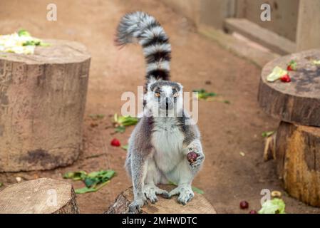 Rundschwanzlemur, der in die Kamera schaut, mit Früchten in der Hand im Zoo Stockfoto