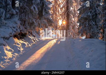 Goldenes Licht der aufgehenden Sonne, das ein Winterwunderland aus immergrünen Bäumen im Wald erleuchtet. Stockfoto
