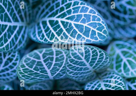 Nahaufnahme Makro Natur exotisch Hellblau Grün hinterlässt Textur tropische kleine Nervenpflanze in weichem Licht verschwommener dunkler Hintergrund.Blatt botanischer Desktop Stockfoto