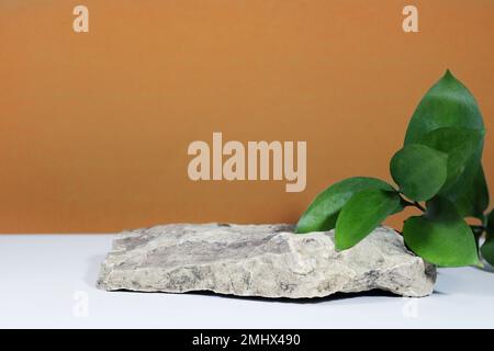 Kreatives Layout von bunten Risus Blättern auf weißem beigefarbenem Hintergrund in den Sonnenstrahlen mit Schatten. Präsentation mit grünen Blättern und Steinnatur Stockfoto