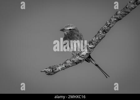 Einteilige lilafarbene Walze am Ast gegen den Himmel Stockfoto