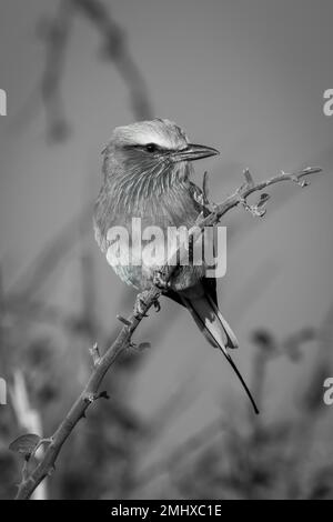 Einteilige lilafarbene Rolle am Ast dreht den Kopf Stockfoto