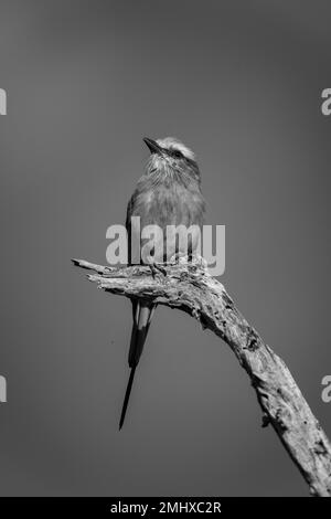 Einlila-Brüllenwalze am Ast mit Catchlight Stockfoto