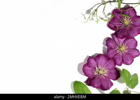 Rosafarbene Clematis-Blüten isoliert auf weißem Hintergrund. Rahmen oder Rahmen für Ihren Text. Blumiger Sommer- oder Frühlingshintergrund. Grußkarte. Stockfoto