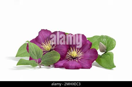 Rosafarbene Clematis-Blüten isoliert auf weißem Hintergrund. Blumiger Sommer- oder Frühlingshintergrund. Postkarte. Stockfoto