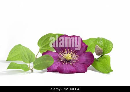 Rosafarbene Clematis-Blüten isoliert auf weißem Hintergrund. Blumiger Sommer- oder Frühlingshintergrund. Postkarte. Stockfoto