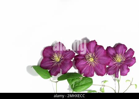 Rosafarbene Clematis-Blüten isoliert auf weißem Hintergrund. Rahmen oder Rahmen für Ihren Text. Blumiger Sommer- oder Frühlingshintergrund. Grußkarte. Stockfoto