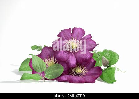 Rosafarbene Clematis-Blüten isoliert auf weißem Hintergrund. Blumiger Sommer- oder Frühlingshintergrund. Postkarte. Stockfoto