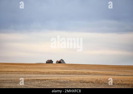 Ein verfallenes Holzschuppen und Bauernhaus, umgeben von einem goldenen Feld in einer Herbstlandschaft auf den Prärien Stockfoto