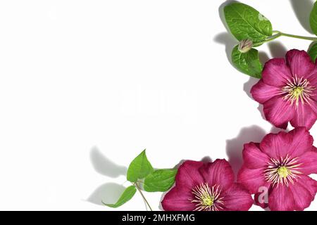 Rosafarbene Clematis-Blüten isoliert auf weißem Hintergrund. Rahmen oder Rahmen für Ihren Text. Blumiger Sommer- oder Frühlingshintergrund. Grußkarte. Stockfoto