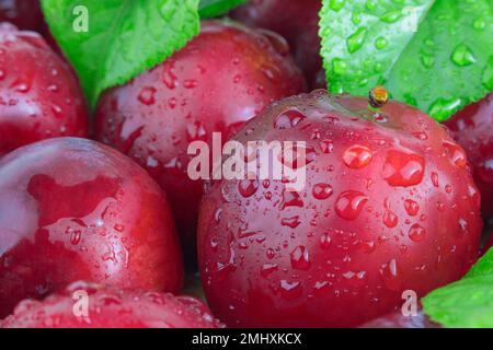 Frische Pflaumen mit Blättern und Wassertropfen, Makrofoto. Texturhintergrund frischer roter Pflaumen. Speicherplatz kopieren. Stockfoto
