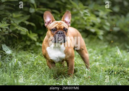Porträt eines jungen französischen Bulldoggen auf grünem Gras im Wald Stockfoto