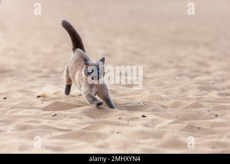 Lustige, verrückte thai-Katze, die draußen am Sommerstrand im Sand rennt. Porträt der siamesischen Katze in Bewegung in der Natur. Stockfoto