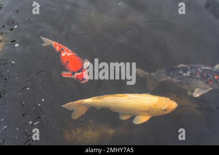 Eine Sammlung von Koi-Goldfischen in einer Süßwasserteichlandschaft Stockfoto
