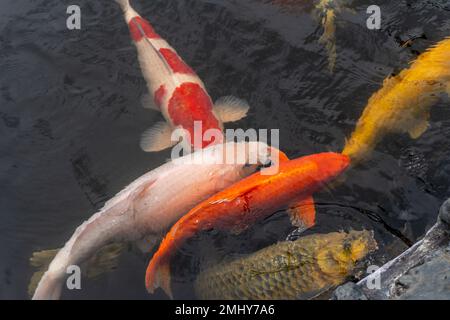Eine Sammlung von Koi-Goldfischen in einer Süßwasserteichlandschaft Stockfoto