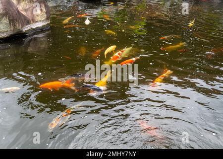 Eine Sammlung von Koi-Goldfischen in einer Süßwasserteichlandschaft Stockfoto
