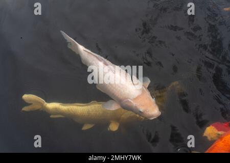 Eine Sammlung von Koi-Goldfischen in einer Süßwasserteichlandschaft Stockfoto
