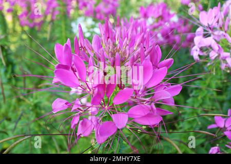 Nahaufnahme einer prächtigen pinkfarbenen blühenden Cleome Spinosa oder Spiny Spider Flower Stockfoto