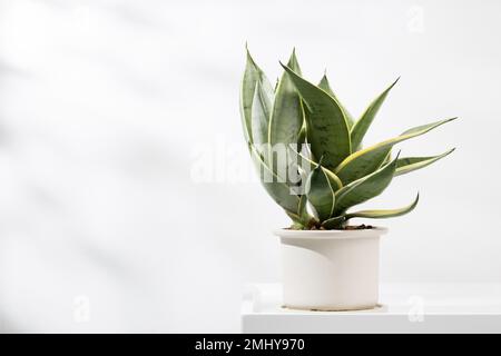 Sansevieria-Zwergsorten in minimalistischen weißen Keramiktöpfen. Dracaena Trifasciata Golden Hahnii Stockfoto