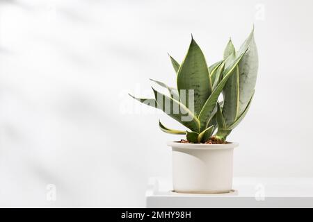 Sansevieria-Zwergsorten in minimalistischen weißen Keramiktöpfen. Dracaena Trifasciata Golden Hahnii Stockfoto