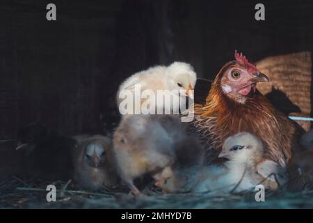 Mutterhenne sitzt in einem Nest mit Hühnern Stockfoto