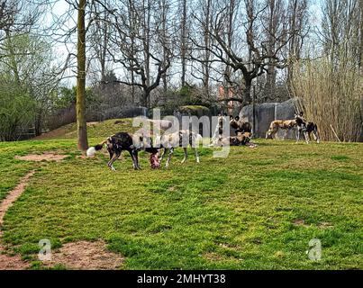 Afrikanisch gemalte Hunde essen. Chester Zoo, England. Stockfoto