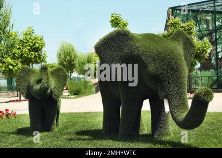 Wunderschöne Elefanten-förmige Topien im Zoo an sonnigen Tagen. Landschaftsgärten Stockfoto