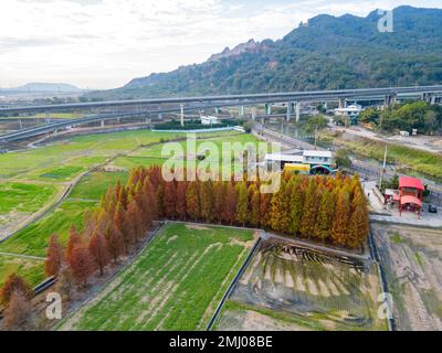 Aus der Vogelperspektive der kahlen Zypresse in Herbstfarbe nahe Huoyan Shan in Taiwan Stockfoto