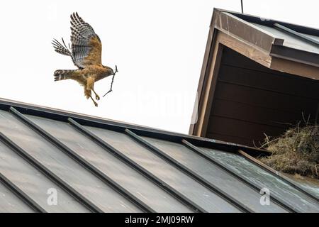 Rotschulterfalke (Buteo lineatus) mit einem kleinen Ast, der sich seinem Nest auf dem Baughman Center auf dem Campus der University of Florida nähert. Stockfoto