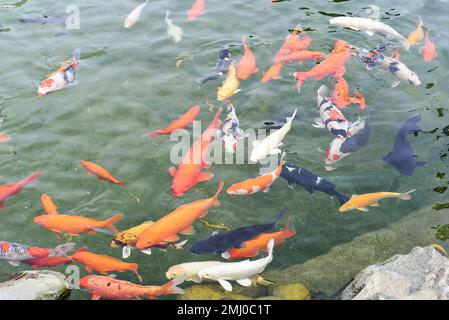 Viele Kokskarpfen schwimmen im Teich Vietnams Stockfoto