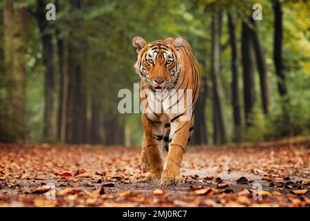 Bengalischer Tiger im Wald von Bannerghatta in Karnataka, Indien, aufgenommen mit weichem Bokeh-Hintergrund Stockfoto