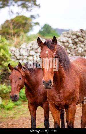 Pferde auf der Weide, gemeinsam gehört, glückliche Tiere, Portugal Lusitanos Stockfoto