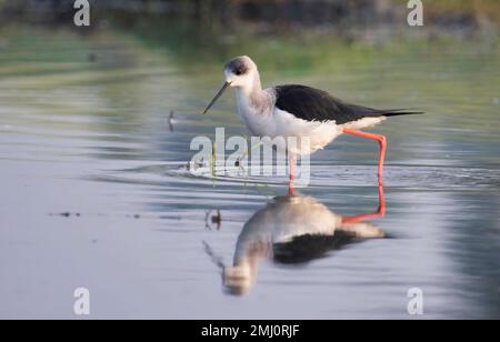 Schwarze Stelze, die auf der Suche nach Nahrung durch Sumpfwasser weht Stockfoto