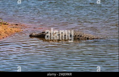 Krokodil im Waldsee von Bannerghatta Karnataka, Indien Stockfoto