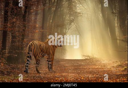 Bengalischer Tiger im Wald von Bannerghatta in Karnataka, Indien, aufgenommen mit weichem Bokeh-Hintergrund Stockfoto