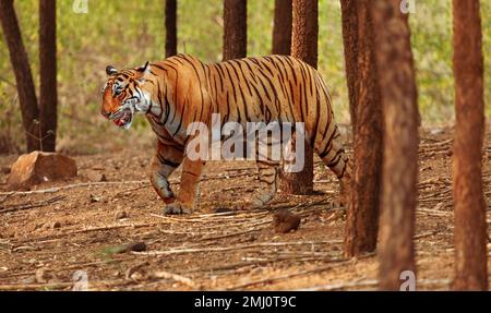 Bengalischer Tiger im dichten Wald von Bannerghatta in Karnataka, Indien Stockfoto